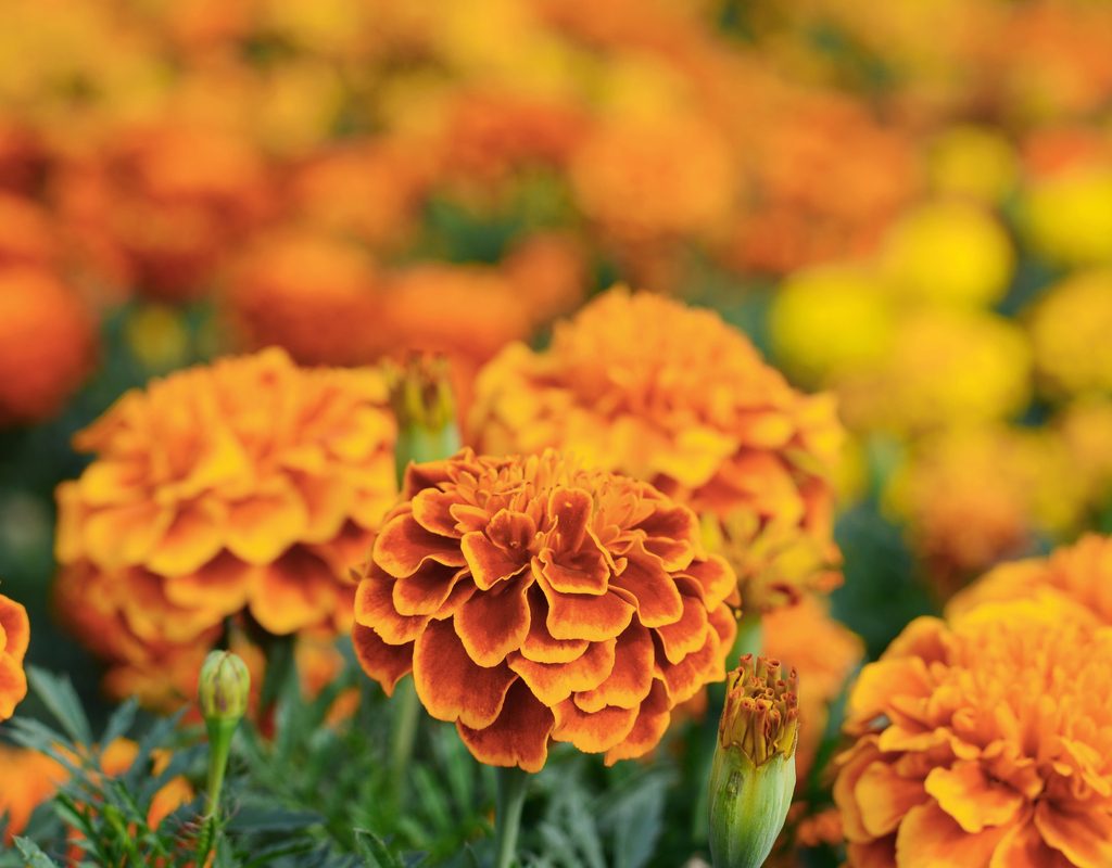 A close-up of a marigold bloom
