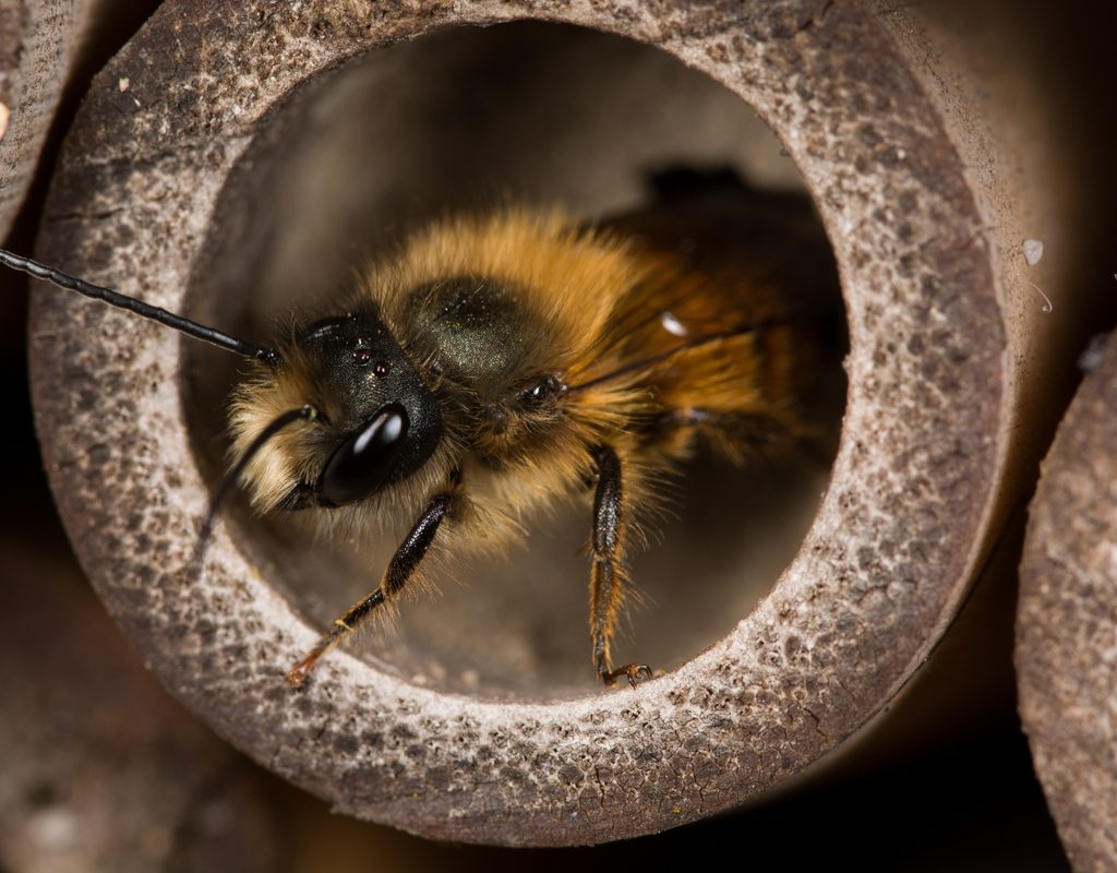 A mason bee nesting in a tunnel