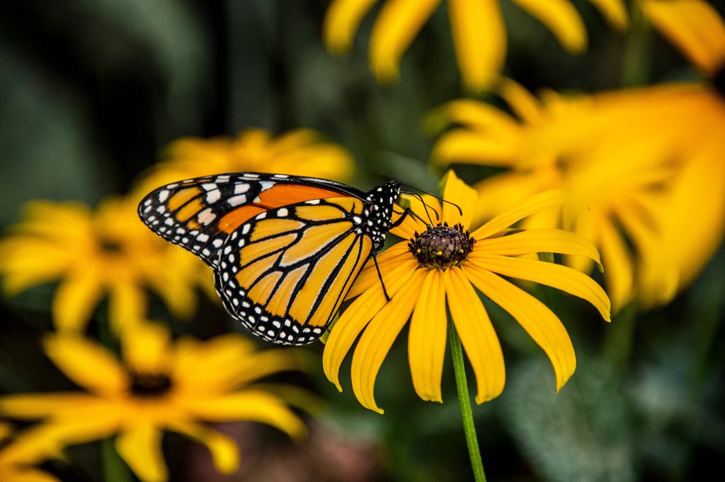 A monarch on a black-eyed susan