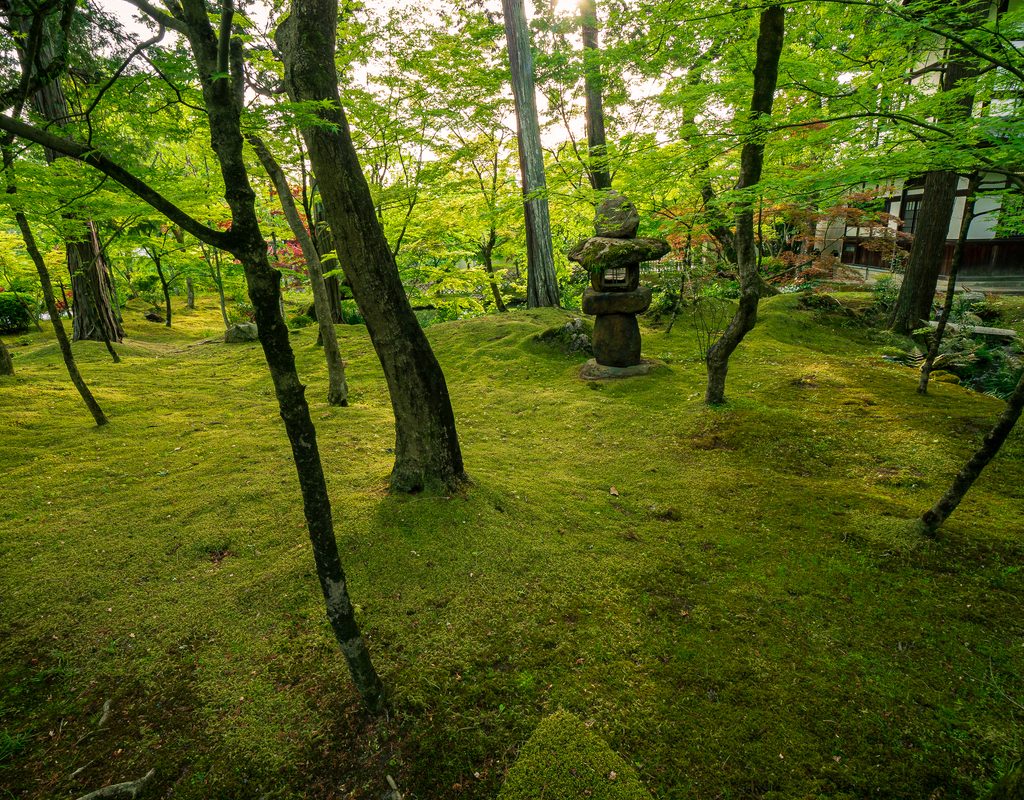 wooded garden with mossy ground