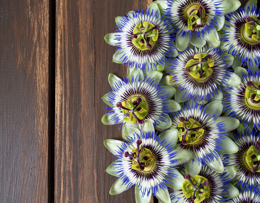 A cluster of passion flower blooms