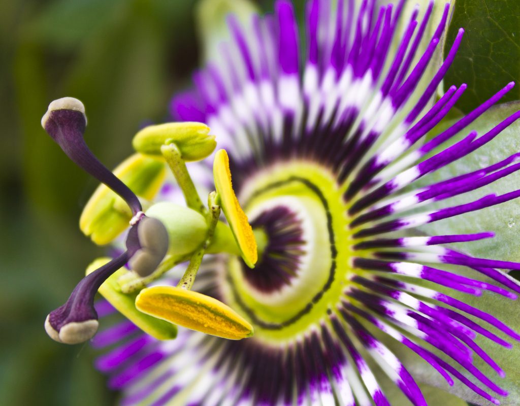 A close-up of a passion flower