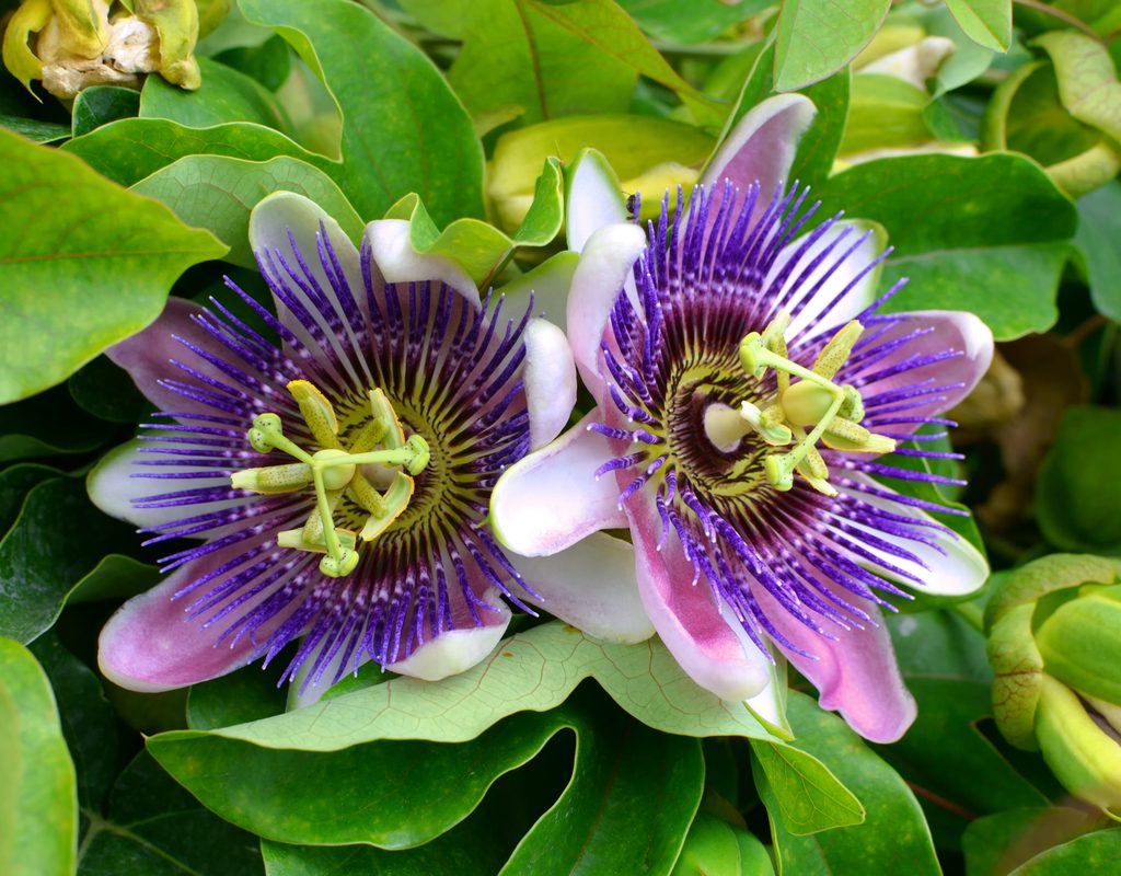 A couple passion flower blooms