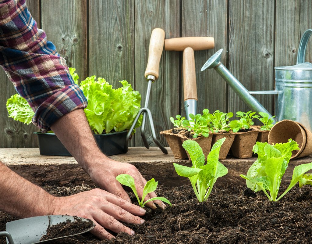 A person planting seedlings