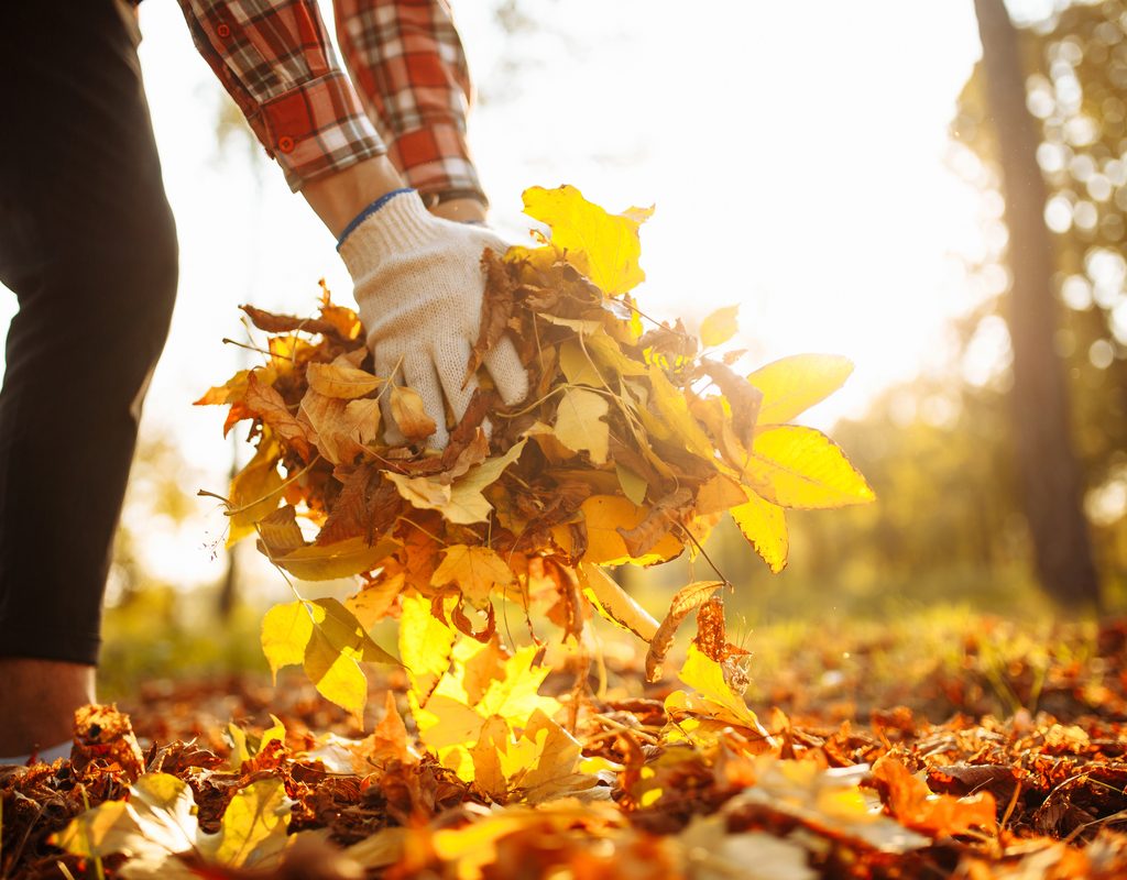 A person picking up leaves