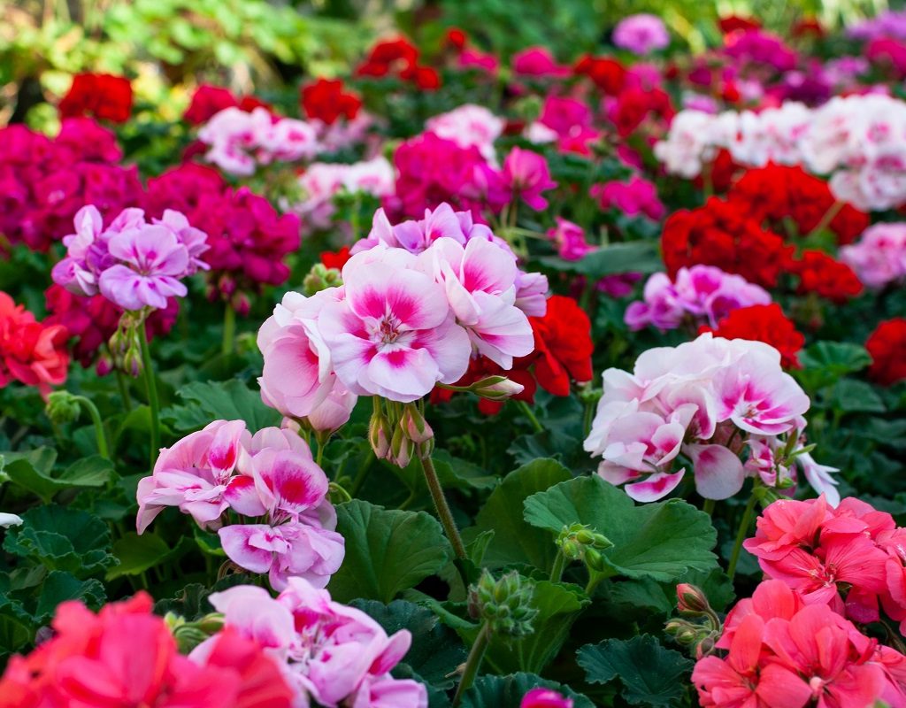 Pink and red geraniums