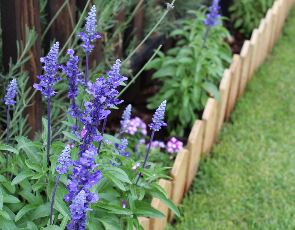 Tall purple flowers next to a low wooden fence