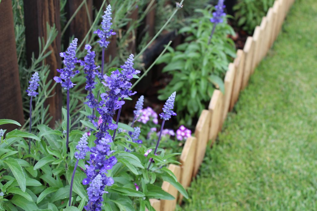 Purple flowers with a small wood fence around them