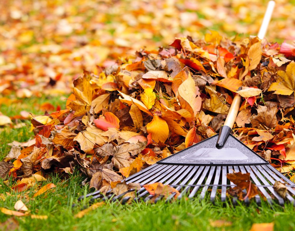 Raking autumn leaves