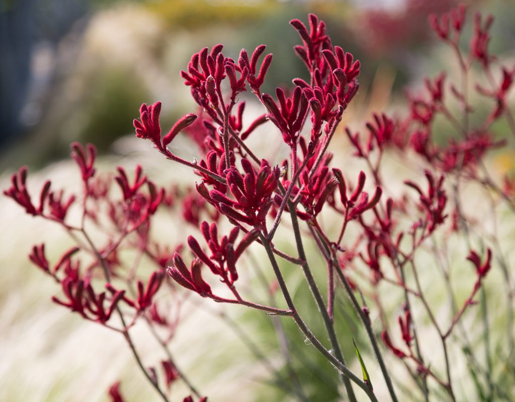 Red kangaroo paw