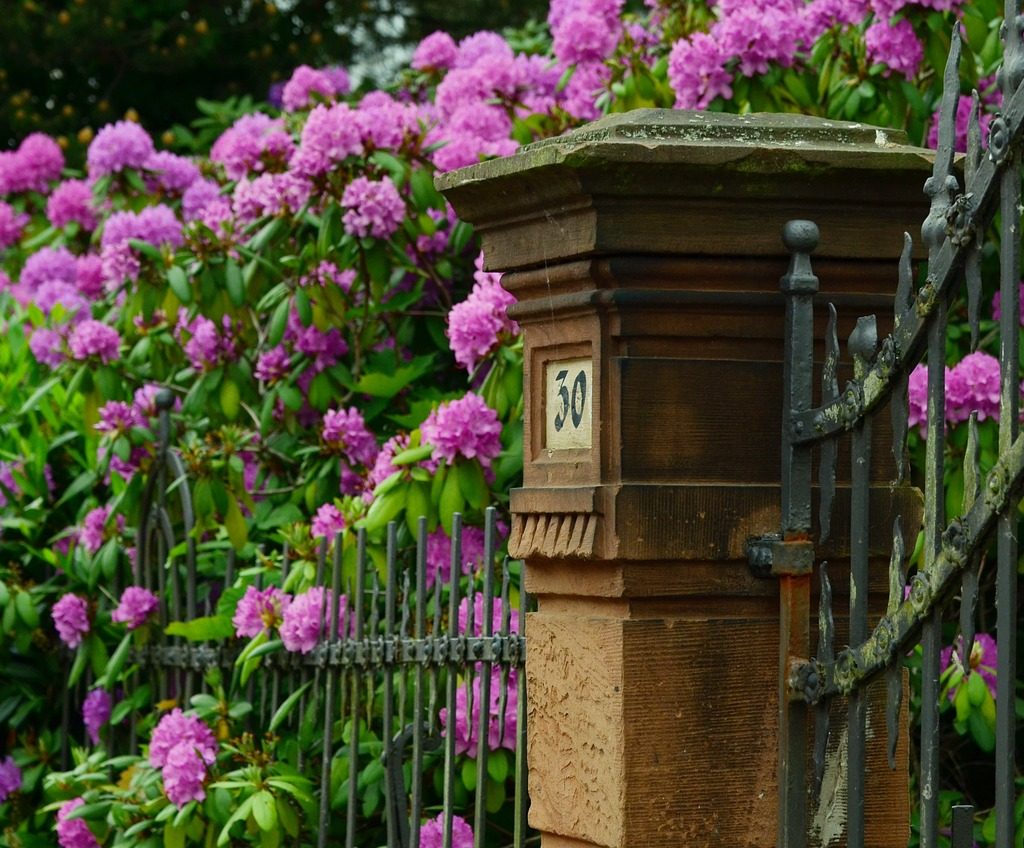 Rhododendrons growing over a metal fence