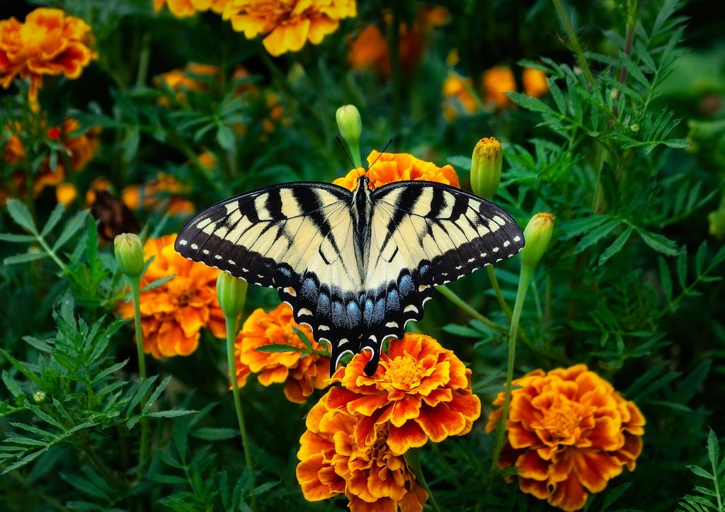 Marigolds with a butterfly