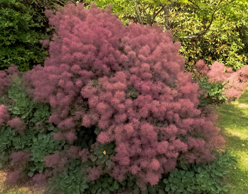 European smoke tree with purple flowers