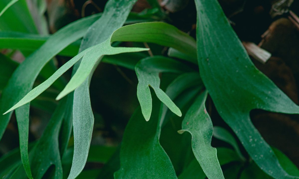 Staghorn fern