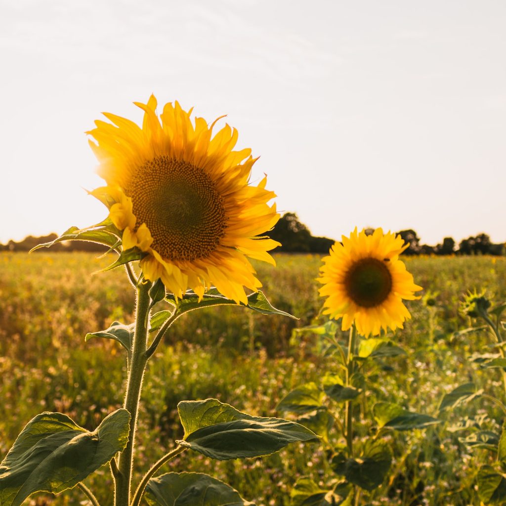 Sunflowers in field