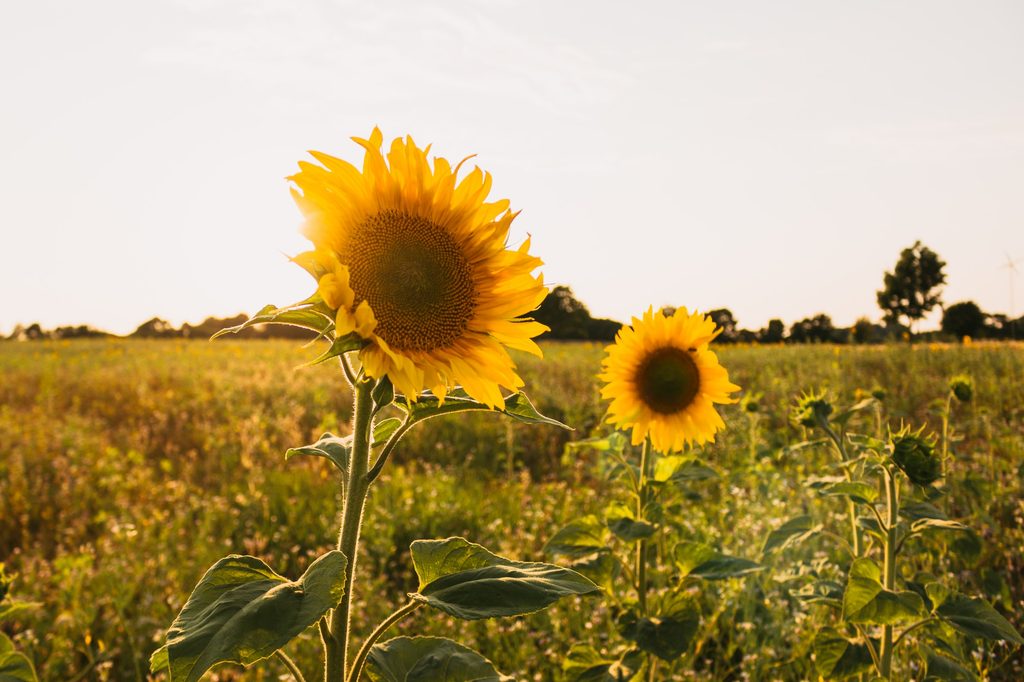 Sunflowers in field