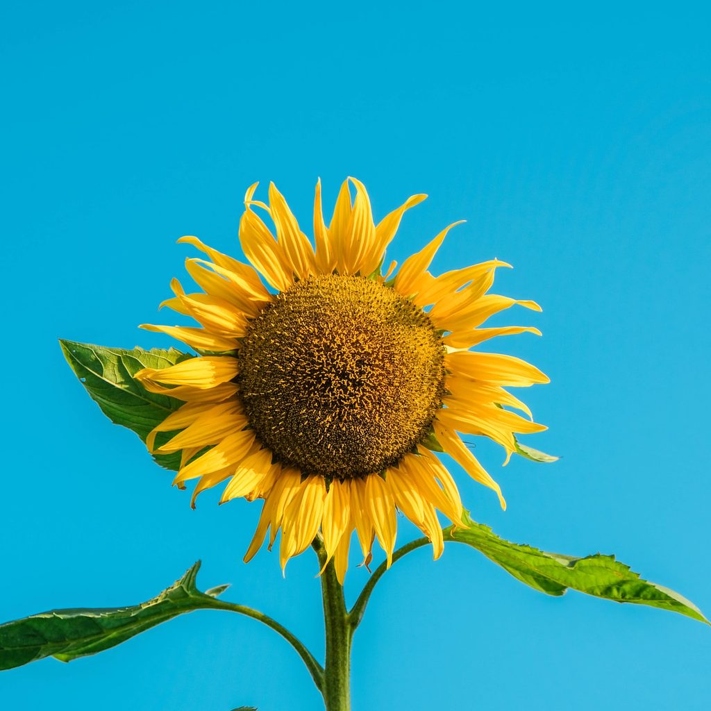 Sunflower under blue sky