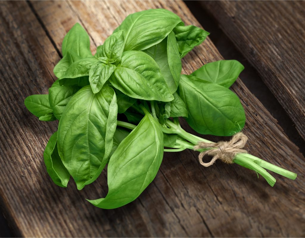 Bundle of sweet basil on a wooden tabletop
