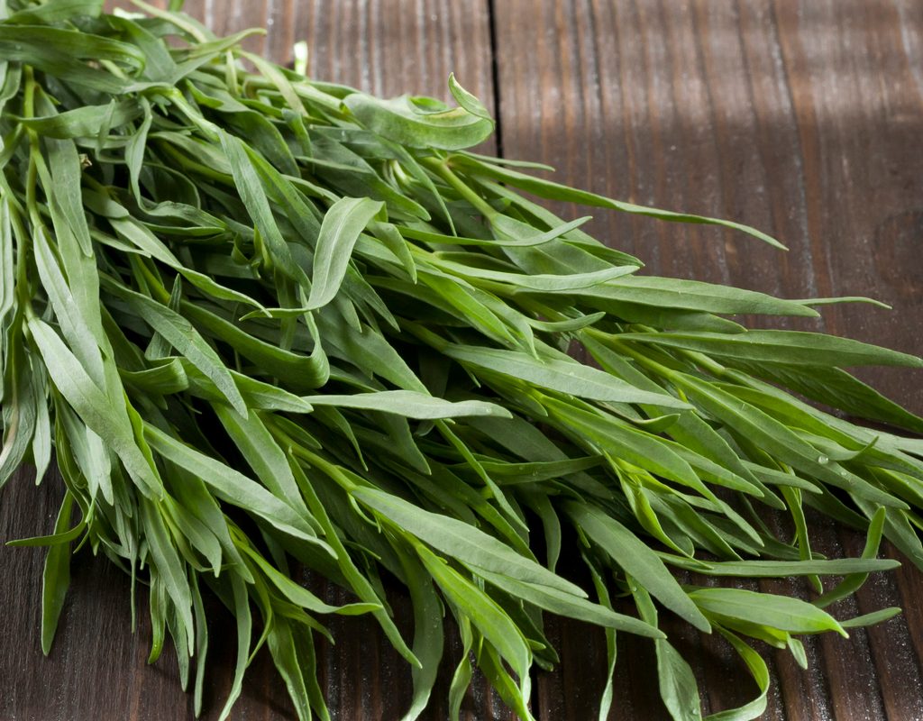 Tarragon plant