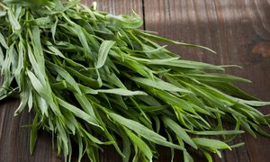 Tarragon plant