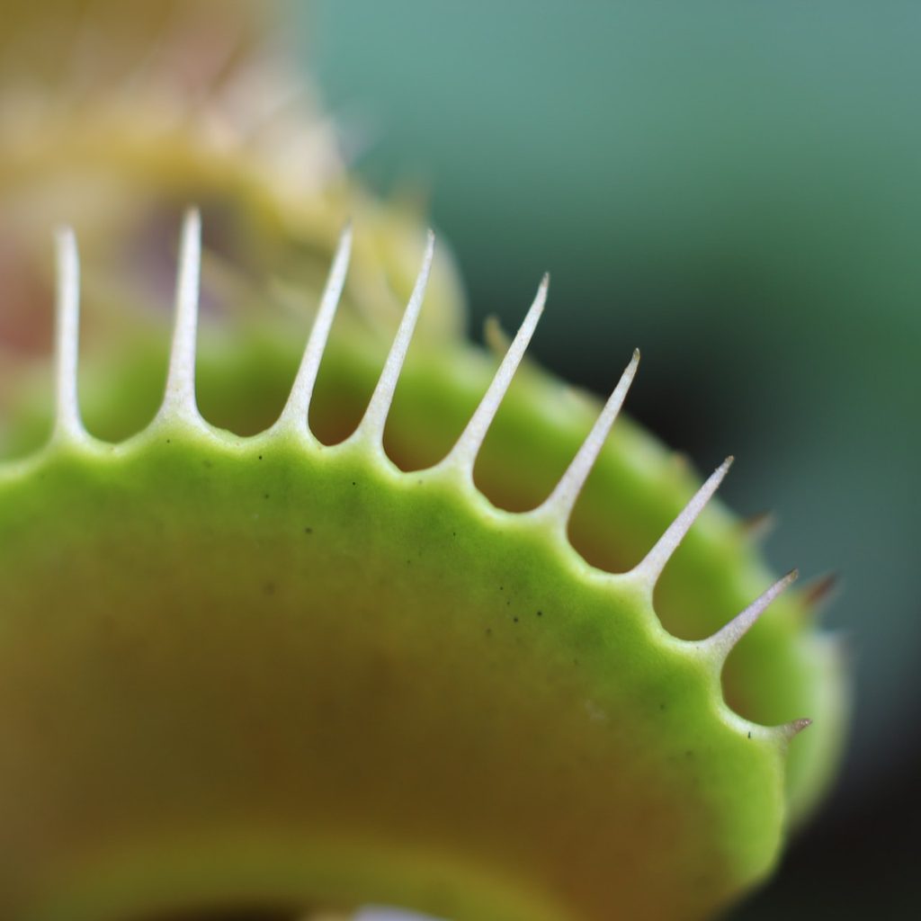 Venus flytrap closeup