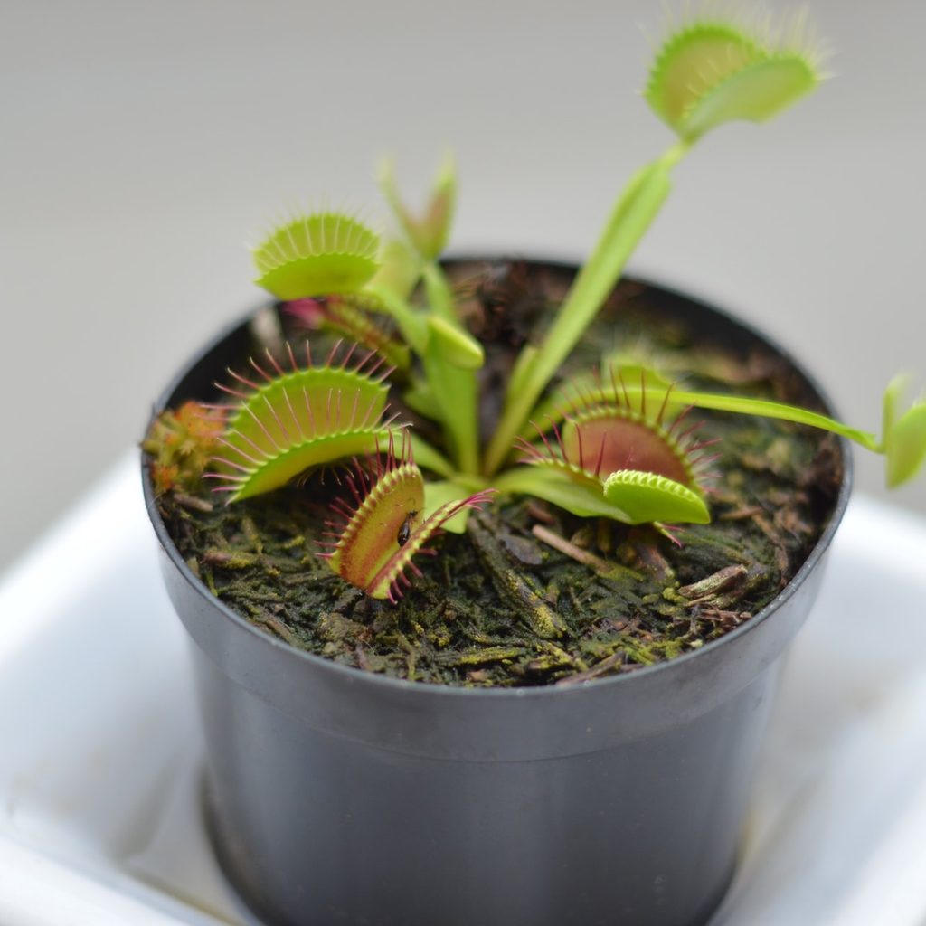 Venus flytraps in planter