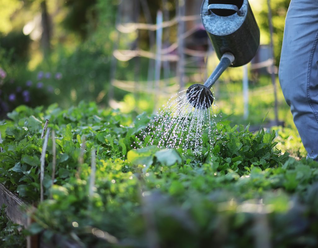 Watering a raised garden bed with a watering can
