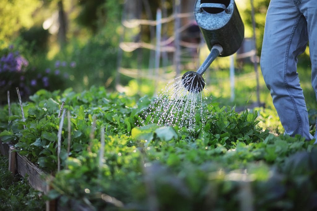 watering a raised garden bed with a watering can