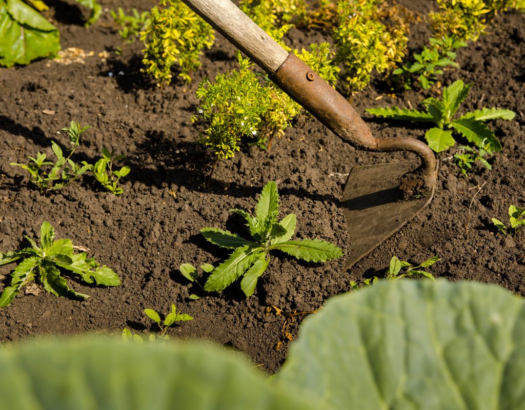 Weeding a garden with a hoe
