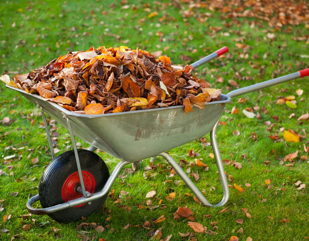 Leaves in a wheelbarrow