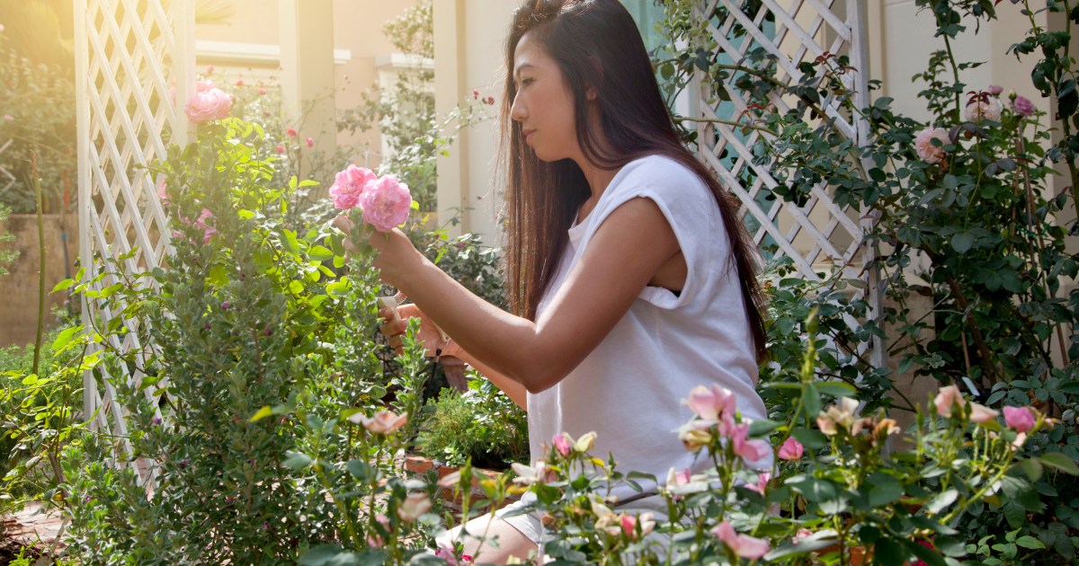 How to grow roses for beginners | HappySprout