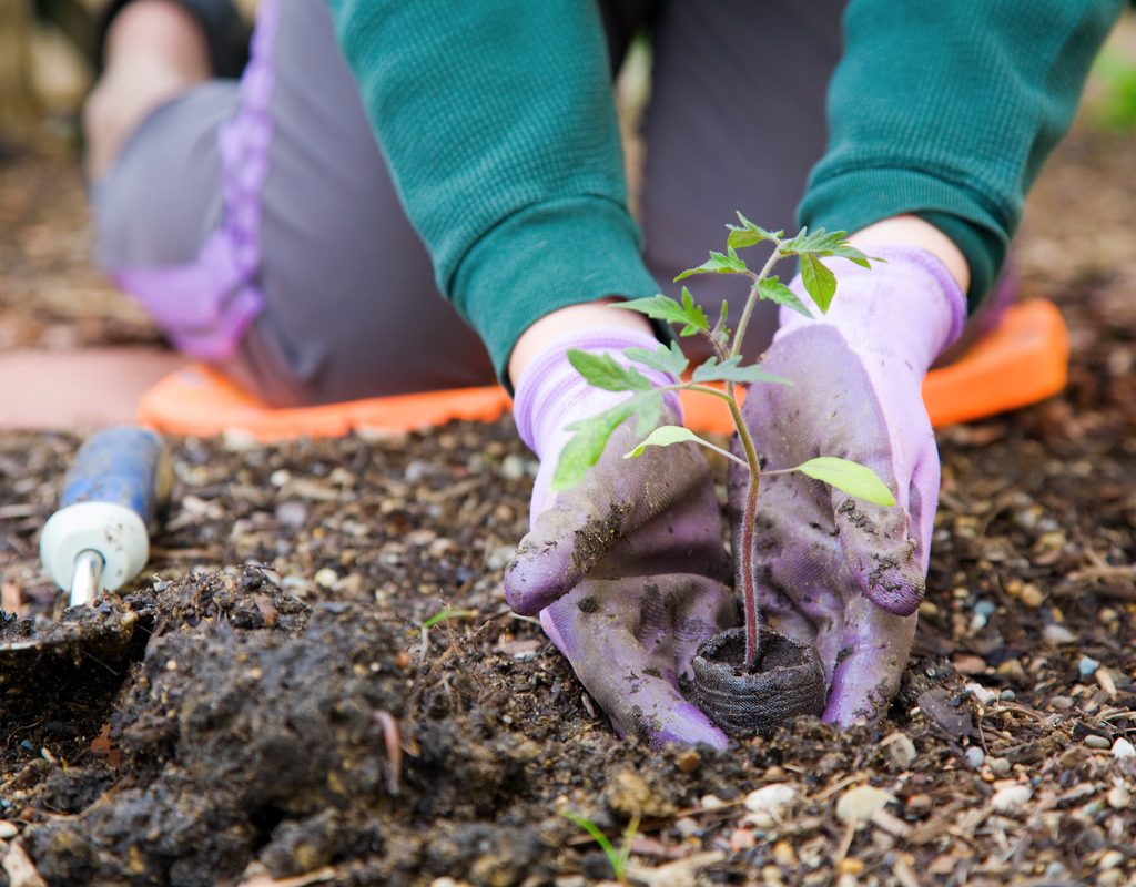 A woman planting a small plant