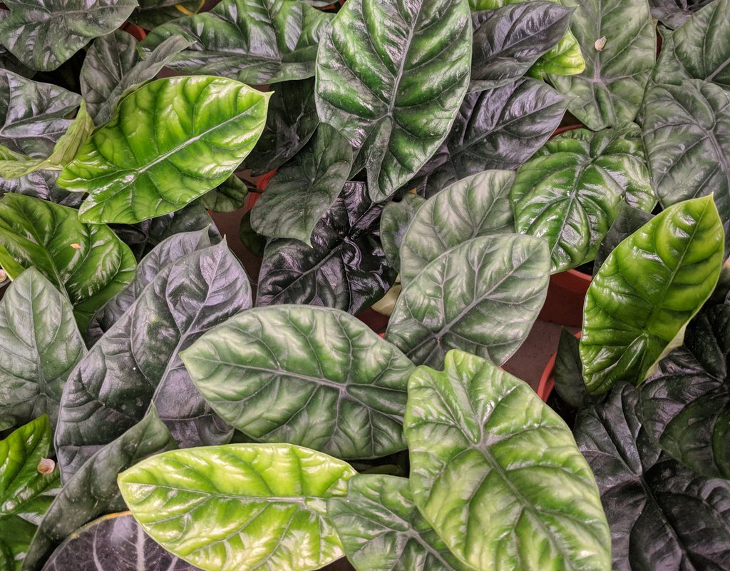 Alocasia dragon scale