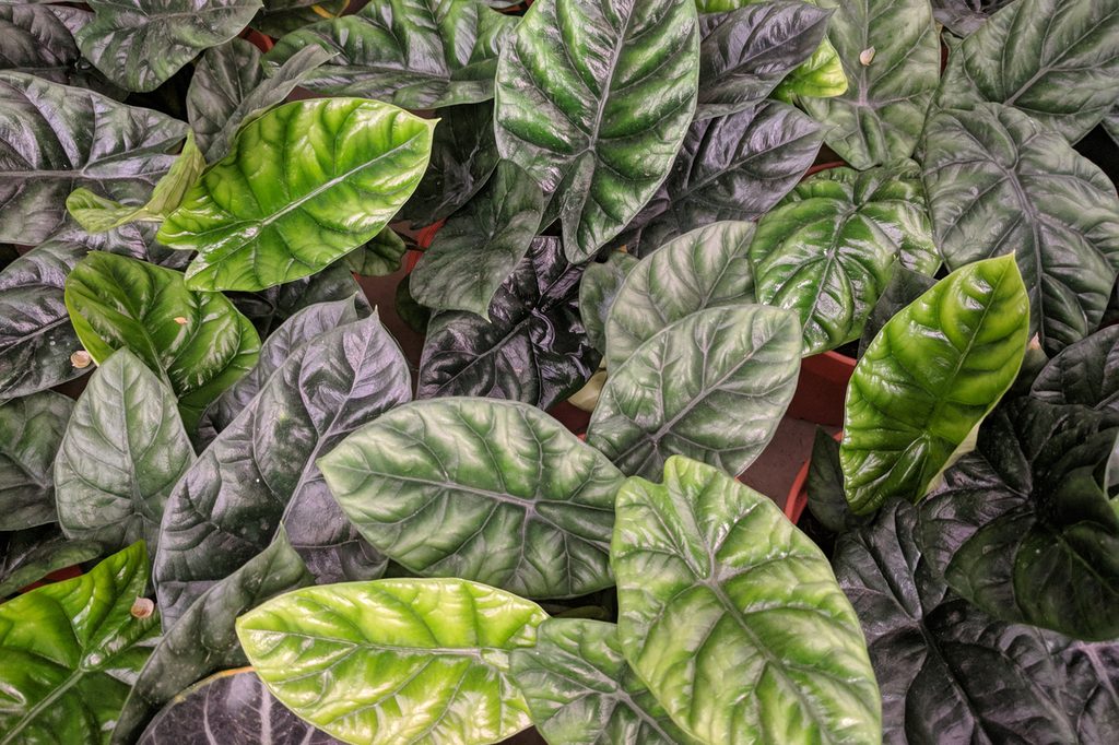 Alocasia dragon scale