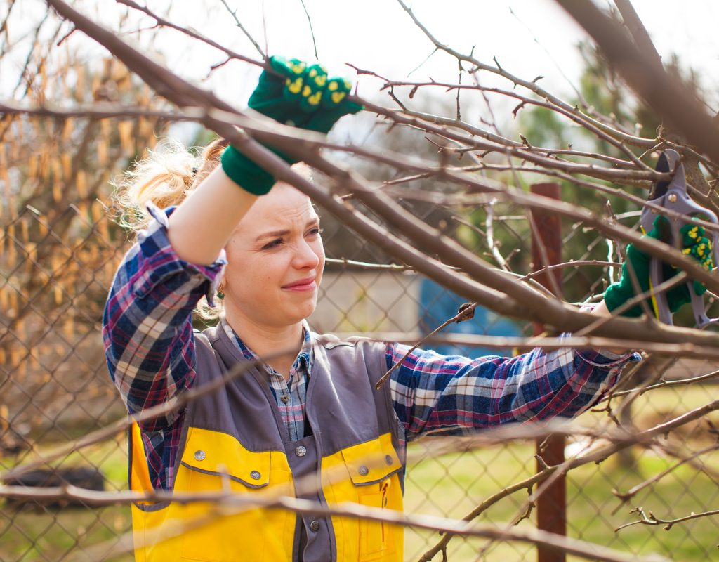 woman pruning a fruit tree