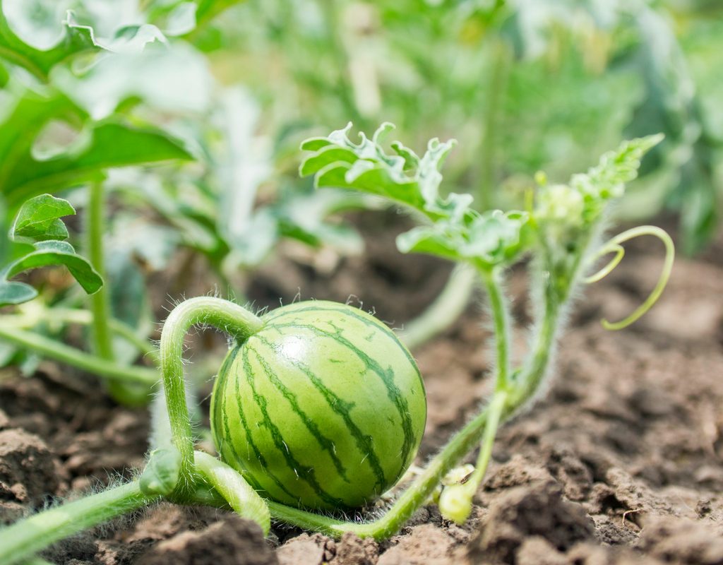 Baby watermelon