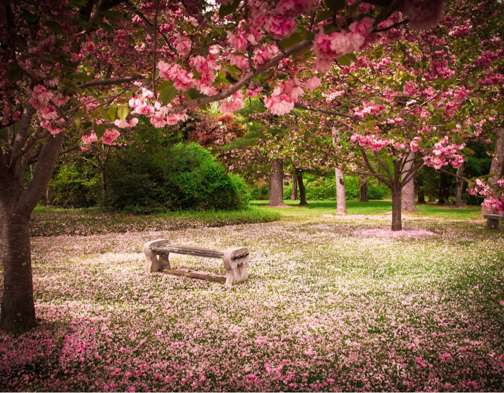 bench beneath flowering cherry trees