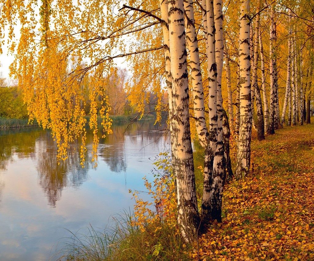 A line of birches beside a river
