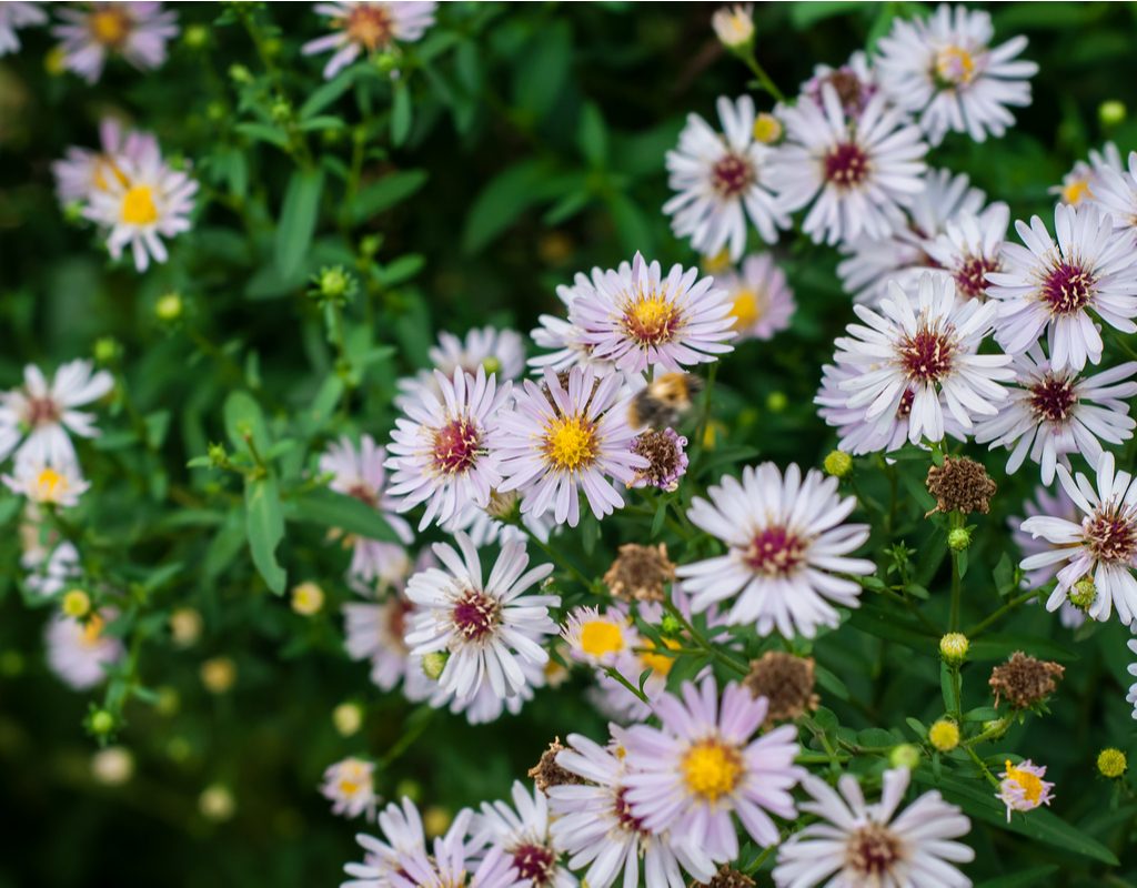 Beautiful calico aster blooms