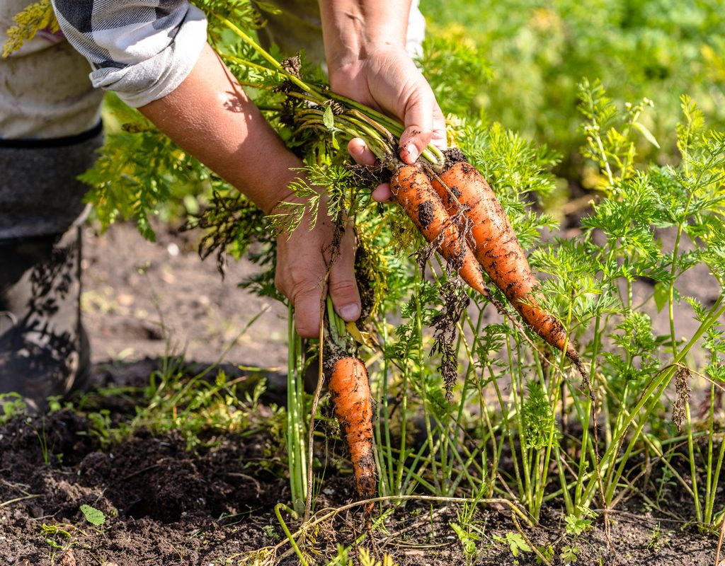 A gardener harvesting some carrots