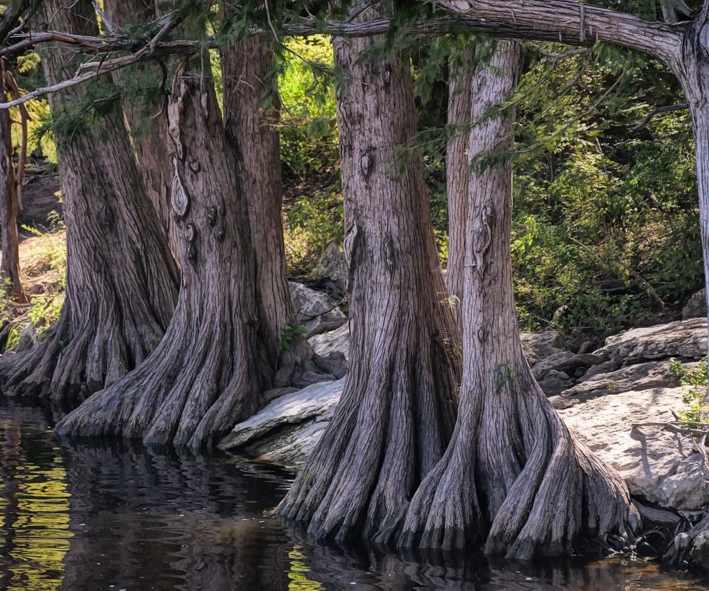 Cypress trees with their roots in a river