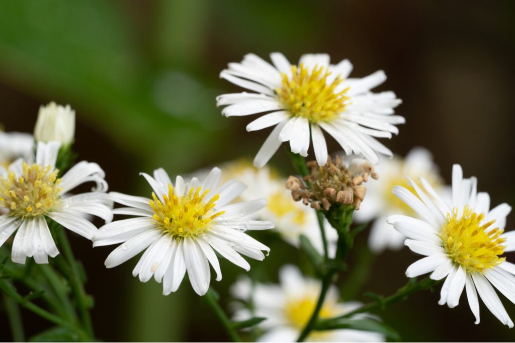 Dainty white asters that resemble daisies