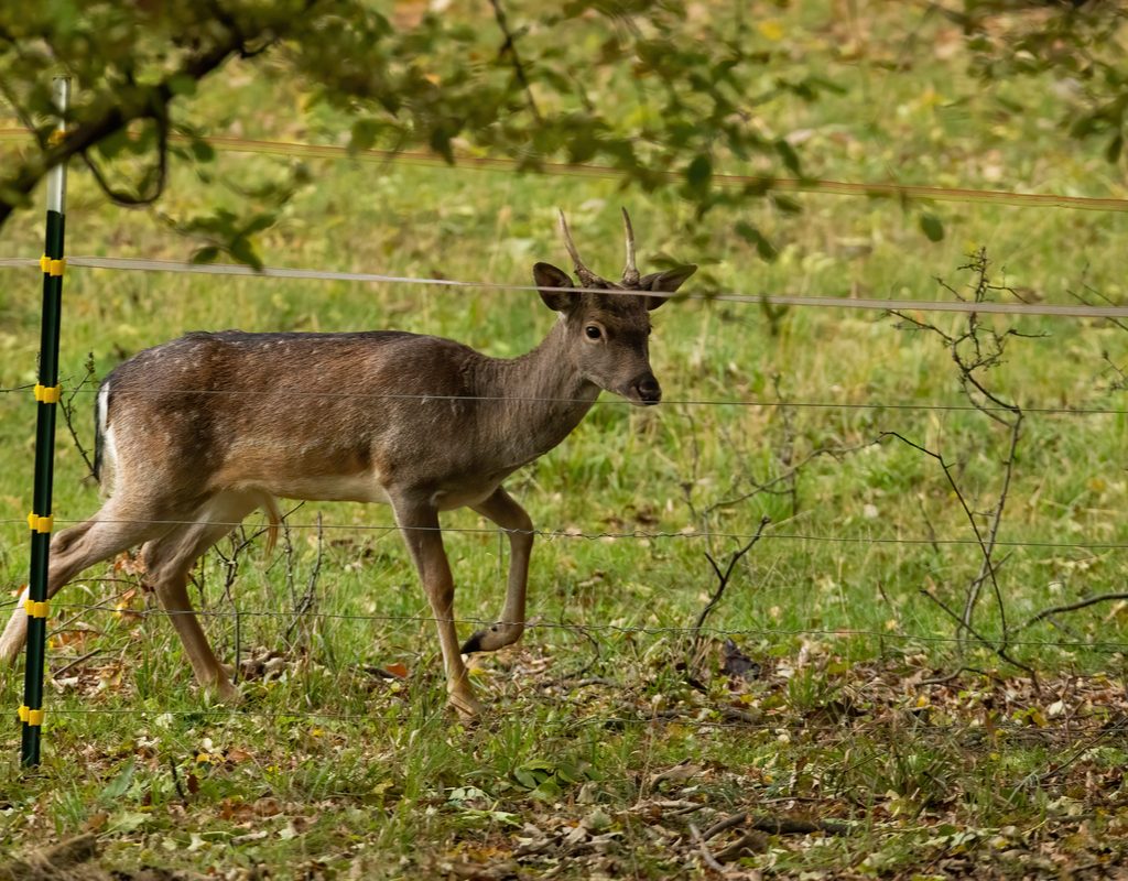 Deer looking through electric fence