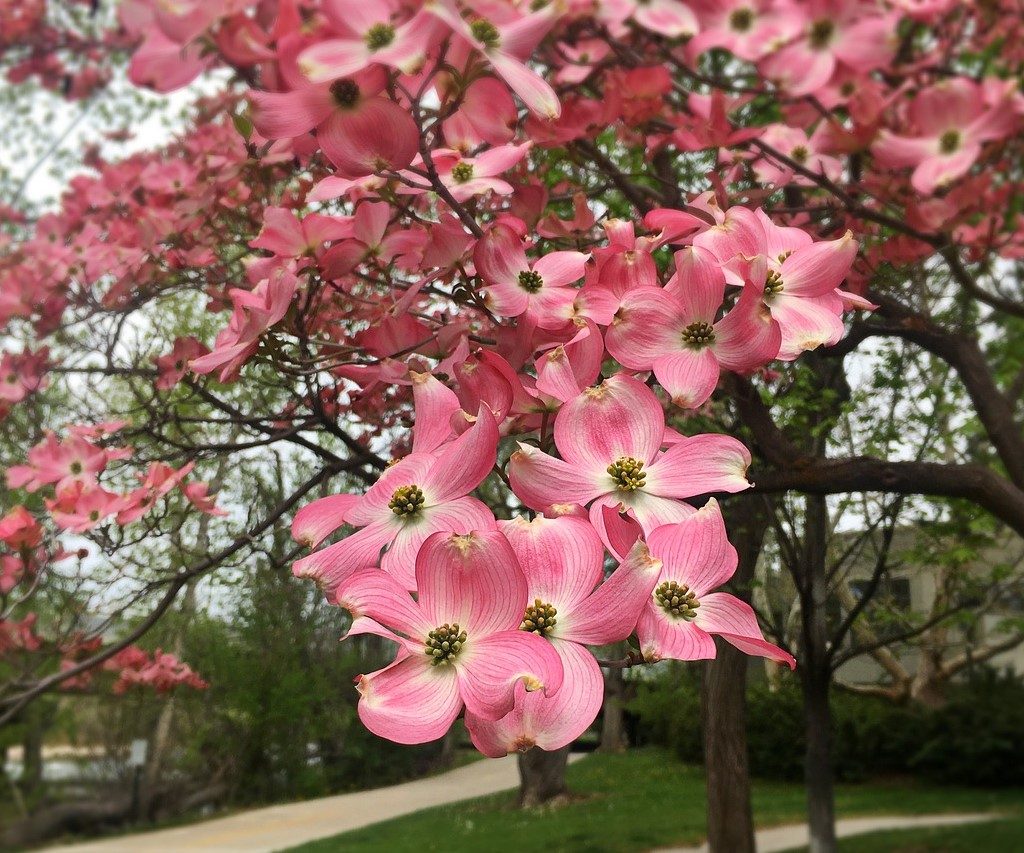 Dogwood tree with pink flowers