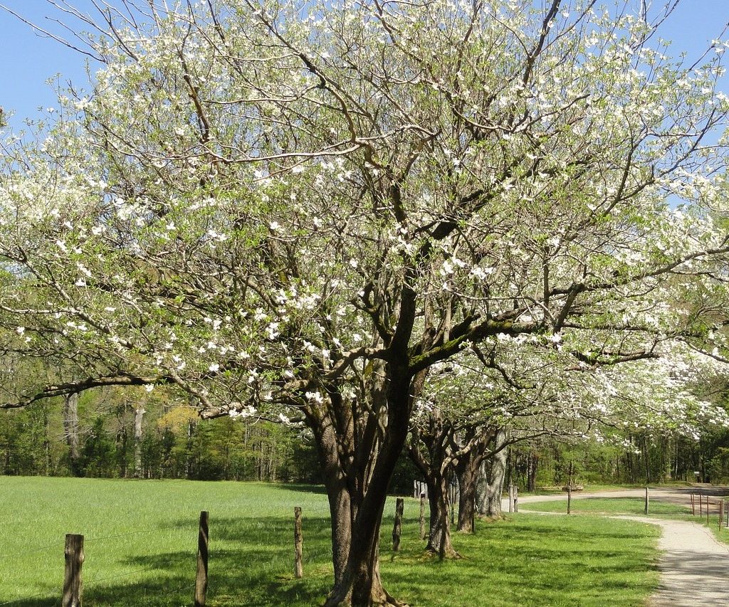 A dogwood tree with white flowers in a field