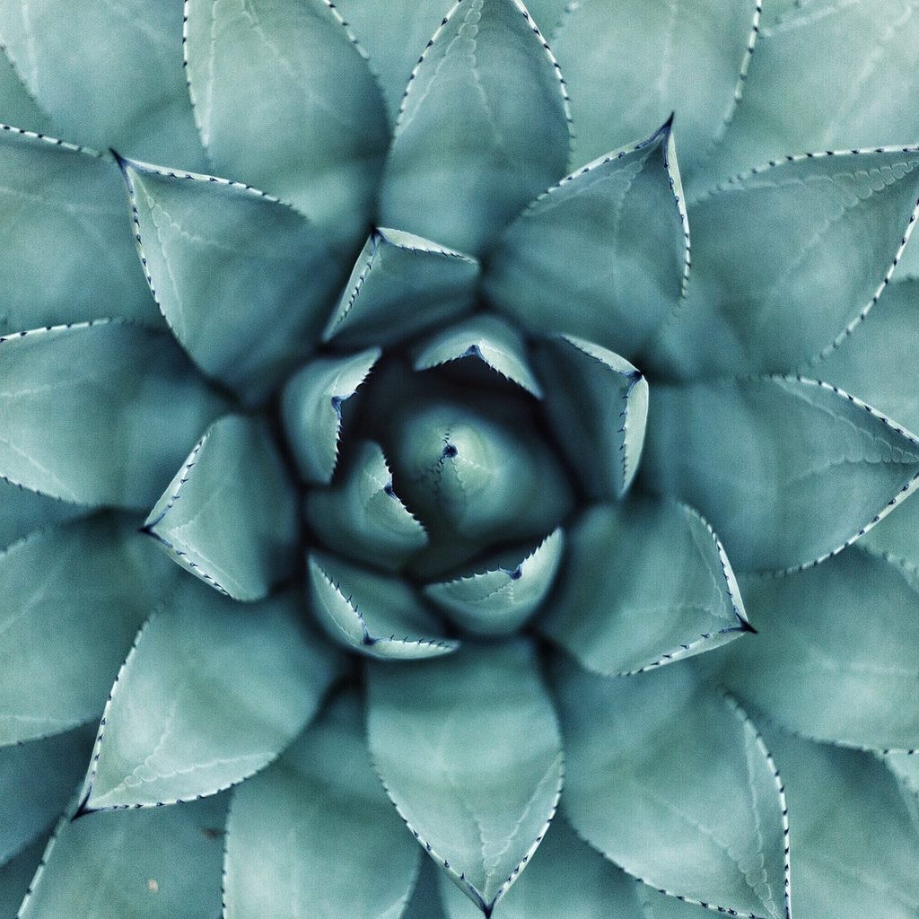 agave plant