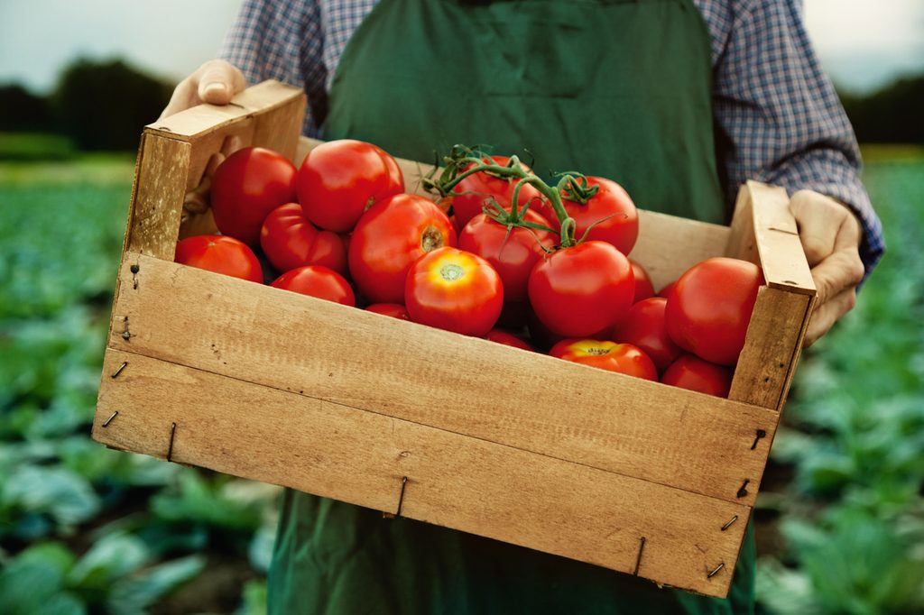 A farmer carrying a crate of tomatoes
