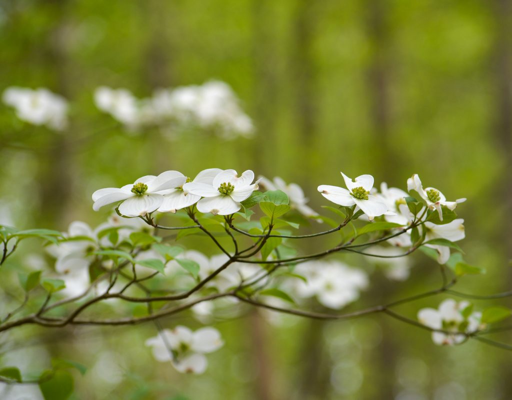 flowering dogwood branch