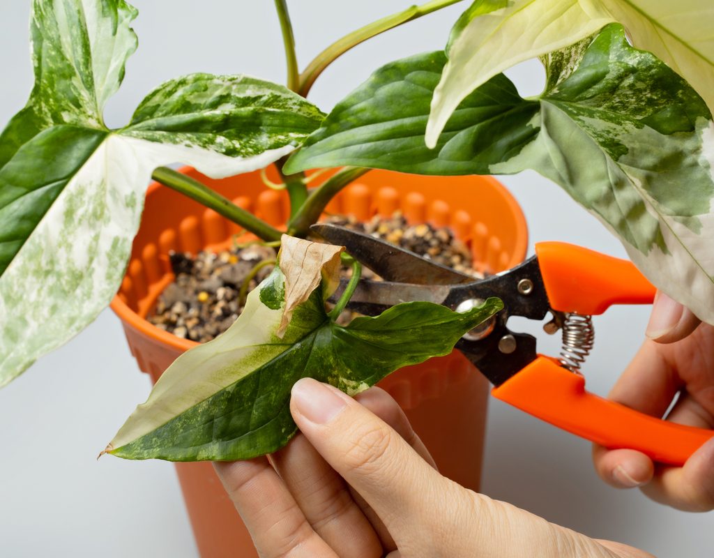 Gardener pruning a plant