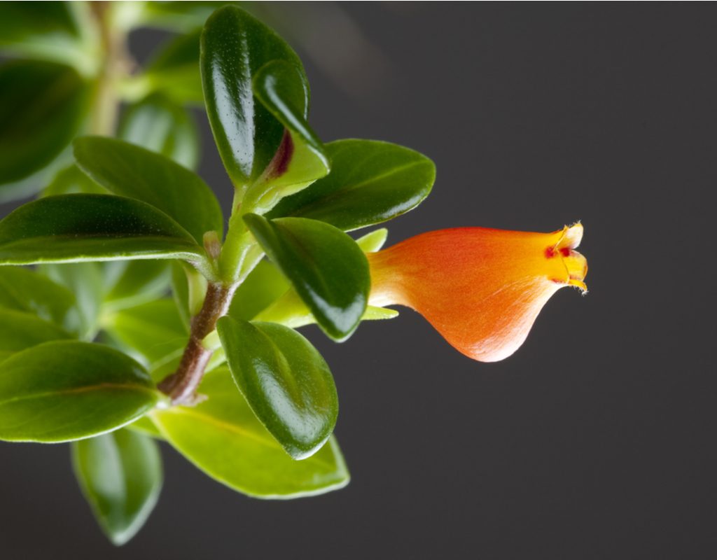 Goldfish plant